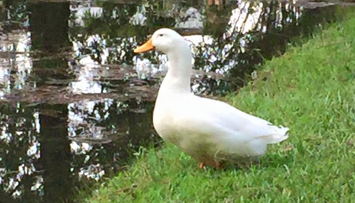 Marvin gazes out onto his new home at the beginning of the school year. His disappearance and whereabouts remain a mystery. (photo from Marvin Unchained Facebook page)