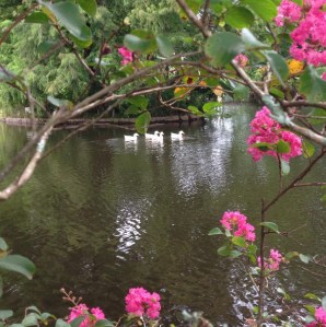 A new family of ducks peruse Lake Alfred while exploring their new home. (Photo by Tyler Petro)
