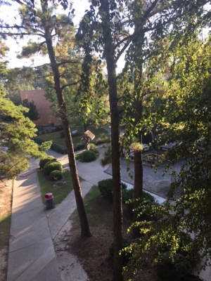 Standing on the third floor of Benilde Hall, one can see the crossing sidewalks of the campus through the Pines. (Photo: Tyler Petro)